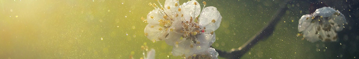 Fleurs et pollen